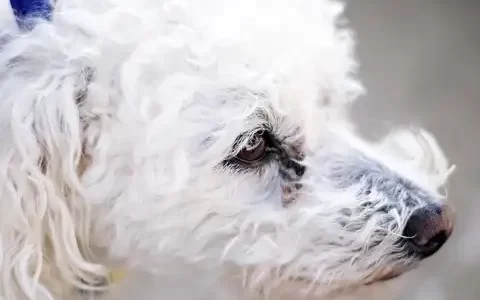 如何给狗狗清理耳朵？(怎样给狗狗清理耳朵)