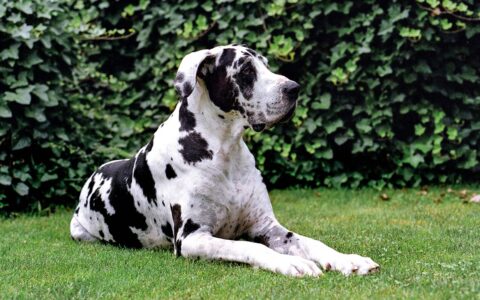 6个适合喜欢拥抱主人的可爱狗狗品种