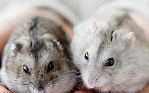 宠物仓鼠种类都有哪些？