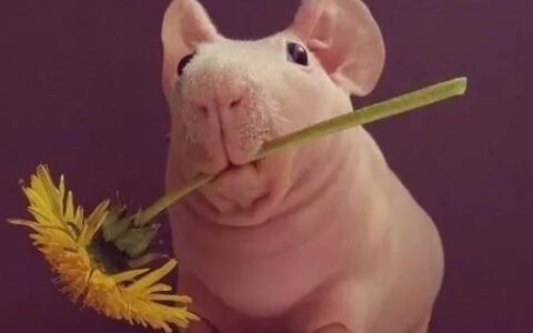 如何挑选一只健康的荷兰猪？