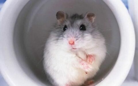 仓鼠能吃什么？（养仓鼠喂什么好？）