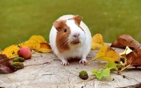 荷兰猪感冒了该怎么办？(如何治疗荷兰猪感冒)