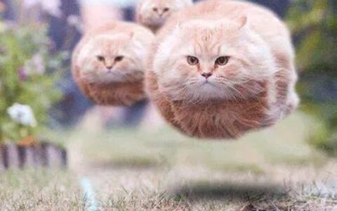 猫咪真的会一直记仇吗？(猫咪会记仇吗)