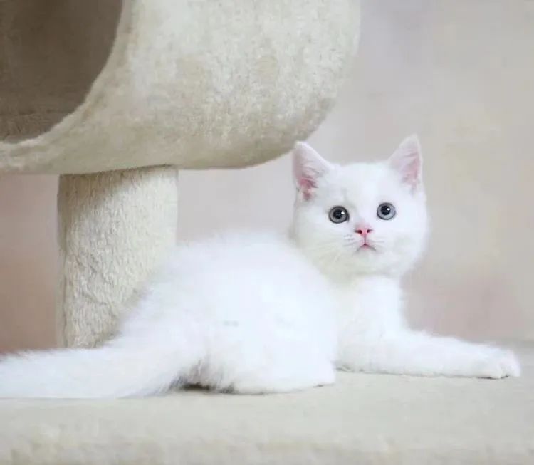 英国短毛猫到底有几个品种？(英国短毛猫到底有多少种)