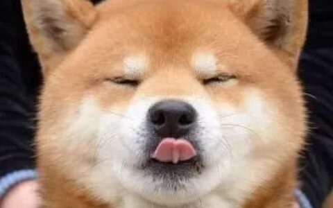 养一只柴犬是怎样的体验？(养柴犬怎么样)