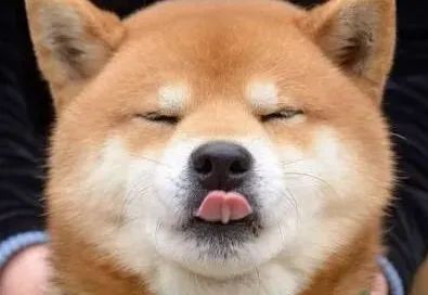 养一只柴犬是怎样的体验？(养柴犬怎么样)