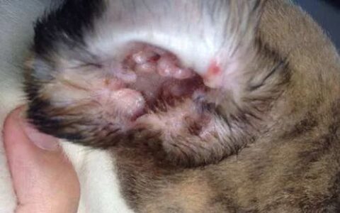 犬猫的外耳炎该怎么治疗？(犬猫常见疾病外耳炎介绍)