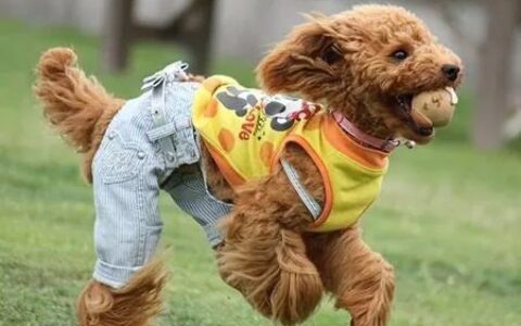 最受欢迎的十大宠物品种，仓鼠、珍珠兔上榜