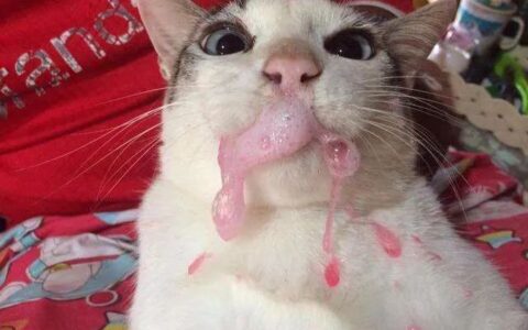 猫咪为什么会呕吐？（猫咪呕吐的原因有哪些）
