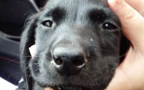 狗狗传染病犬瘟的症状及预防（如何预防狗狗犬瘟？）