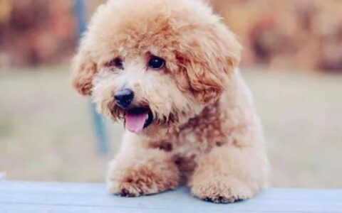 狗狗咳嗽老不好该怎么办？(狗狗咳嗽老不好是什么原因)