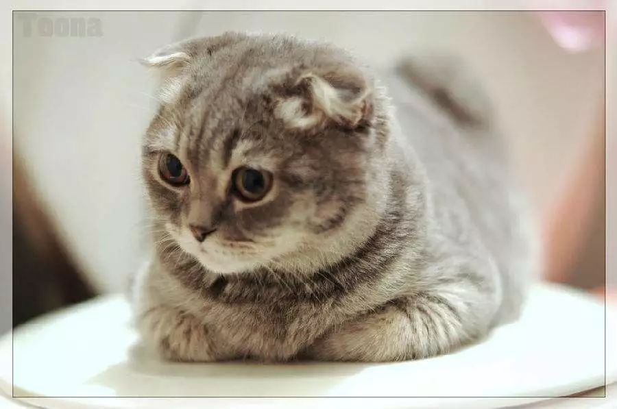 不想天天清理猫砂怎么办？(猫砂需要每天清理吗)