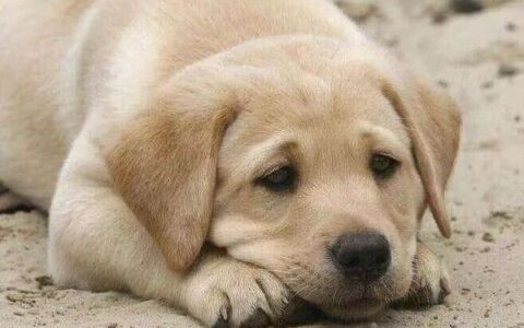 狗狗得了细小病毒怎么办？(狗狗细小病毒的治疗方法和注意事项)