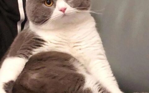 英国短毛猫怎么养？英国短毛猫的驯养方法