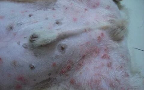 狗狗湿疹的症状治疗及预防