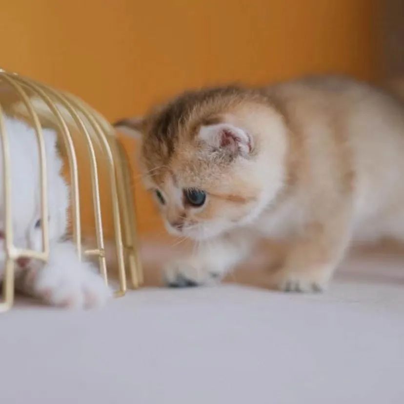 英国短毛猫到底有几个品种？(英国短毛猫到底有多少种)
