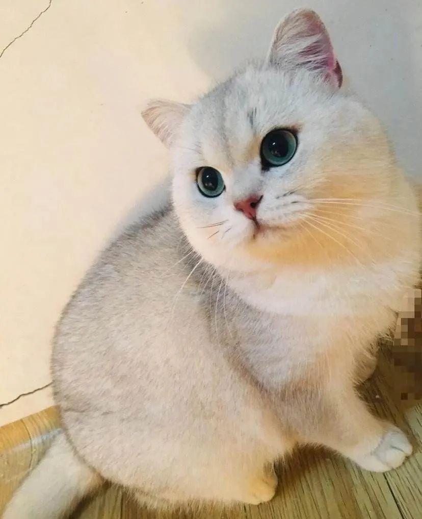 英国短毛猫到底有几个品种？(英国短毛猫到底有多少种)