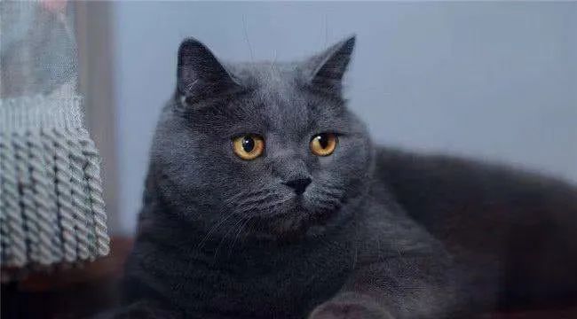 英国短毛猫到底有几个品种？(英国短毛猫到底有多少种)