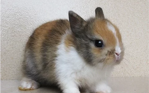 超级萌的宠物珍珠兔详细介绍