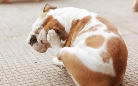 狗狗过敏原因以及应对方法