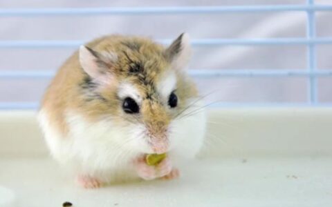 手把手教您饲养仓鼠（仓鼠养殖攻略）