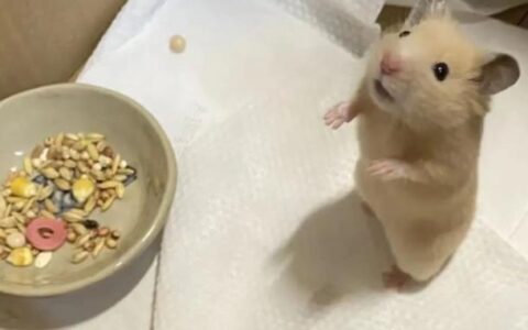 仓鼠认可你、喜欢你有哪些表现呢？