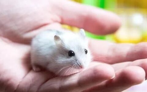 仓鼠大概能活多久呢？(仓鼠的寿命有多久)