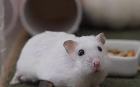 哪些因素会影响仓鼠的寿命？（如何判断仓鼠年龄？）