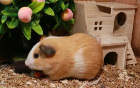 荷兰猪是猪吗？（荷兰猪的详细介绍）