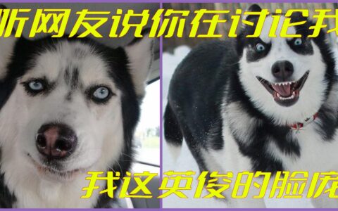 新手该怎么养哈士奇？(新手饲养哈士奇指南)