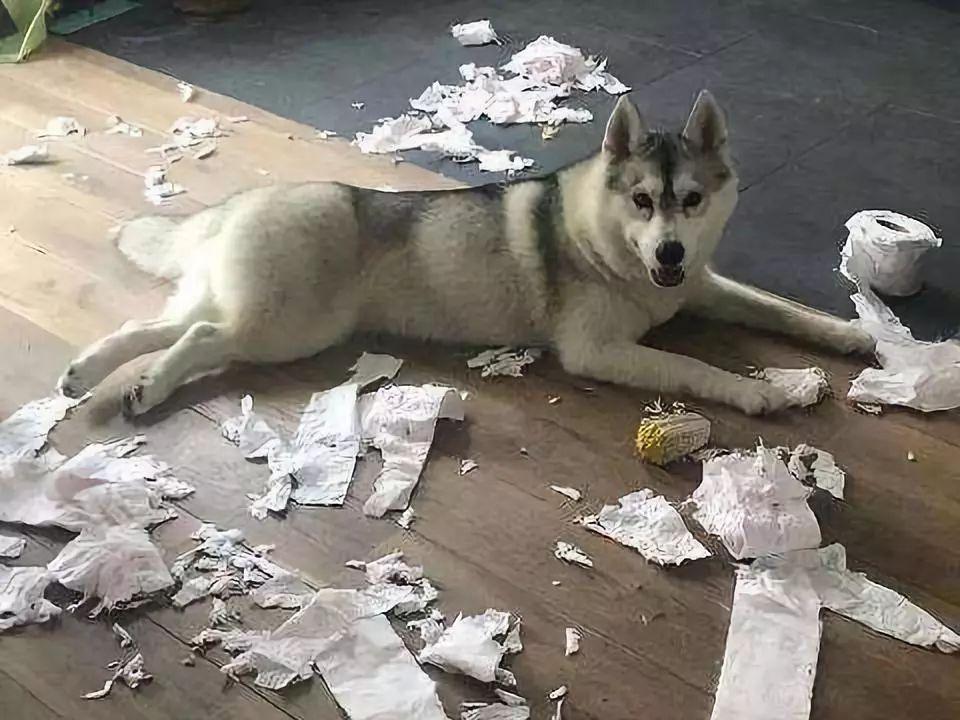 新手该怎么养哈士奇？(新手饲养哈士奇指南)