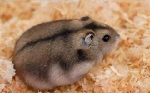 新手如何喂养仓鼠（仓鼠正确喂养手册）