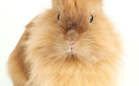 珍珠兔是什么？（珍珠兔能当宠物养吗）