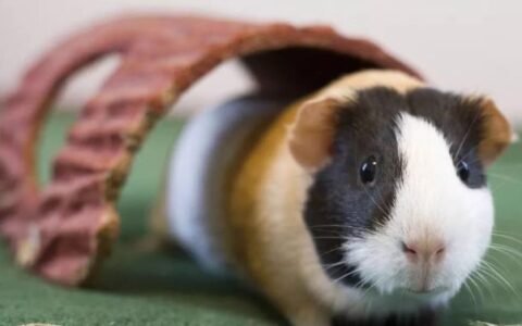 荷兰猪绝育要注意什么？