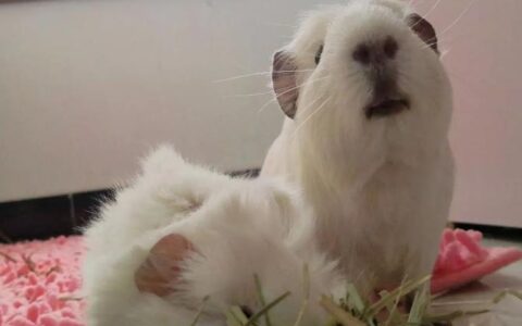 荷兰猪科学喂养的食谱有哪些？