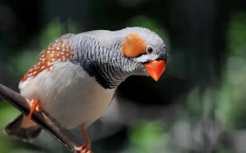 珍珠鸟喜欢玩什么？