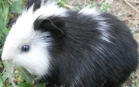 荷兰猪吃什么东西？荷兰猪能活多久？