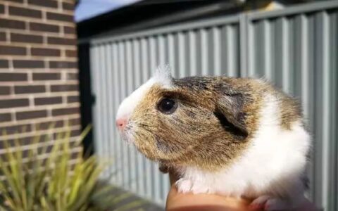 荷兰猪歪头，斜颈病的原因和治疗方法