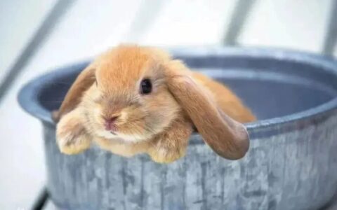 宠物兔日常饲养指南（宠物兔应该怎么养？）