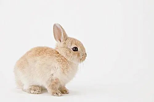 宠物兔日常饲养指南（宠物兔应该怎么养？）