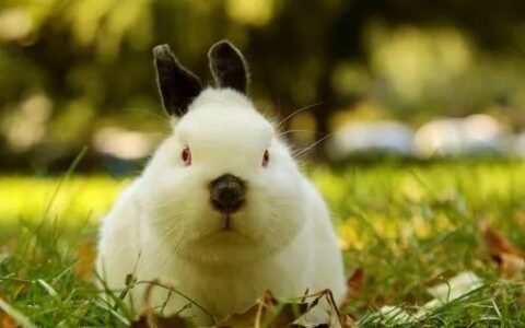 宠物兔子科学饲养方法