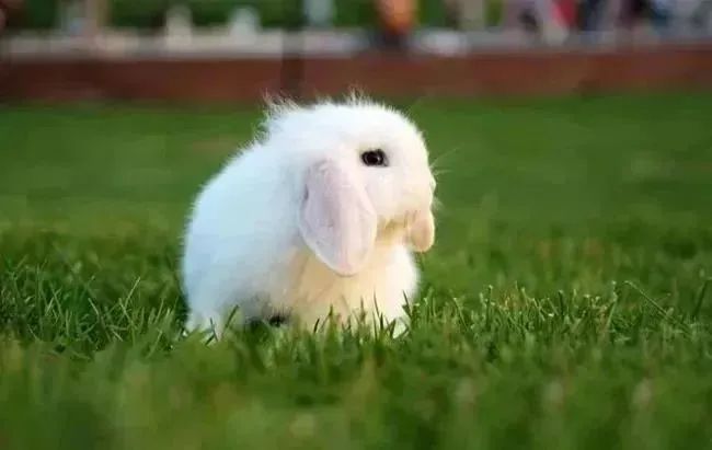 宠物兔日常饲养指南（宠物兔应该怎么养？）