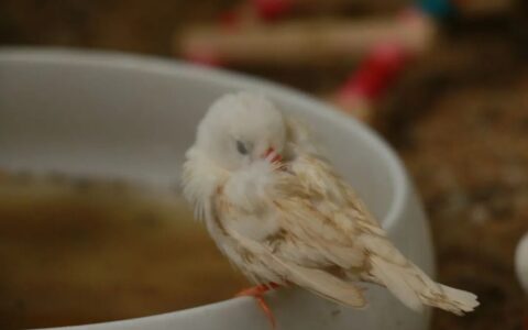 珍珠鸟应该怎么养？（珍珠鸟养殖攻略）