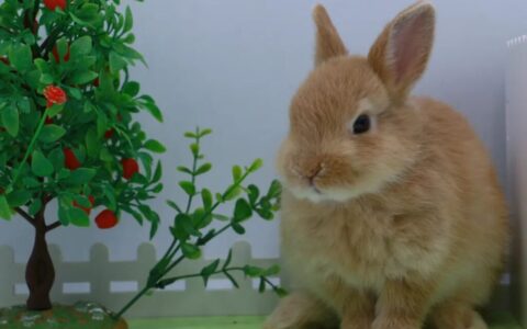 小兔子该怎么喂养呢？