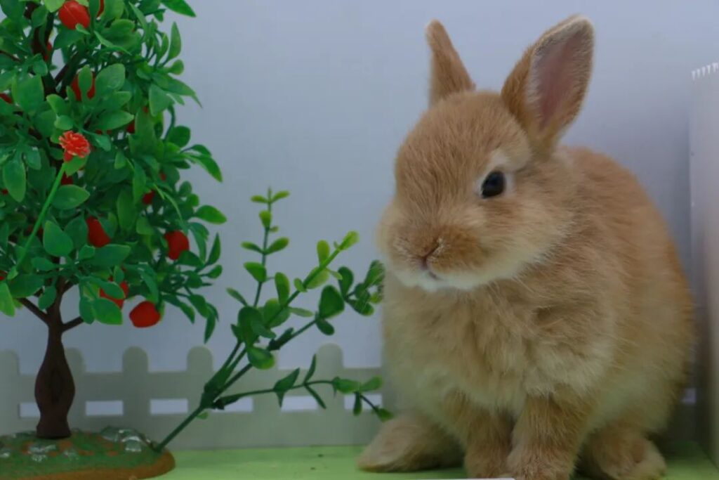 小兔子该怎么喂养呢？