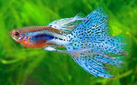 观赏鱼对水温有什么要求？