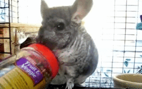 龙猫为什么会生气？