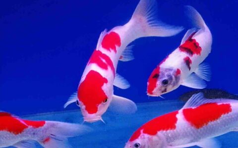 锦鲤鱼烂尾巴怎么治疗？