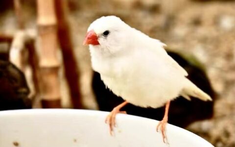 养白色珍珠鸟要注意什么？