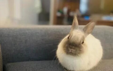 盘点世界八大宠物兔品种，你养过几种？